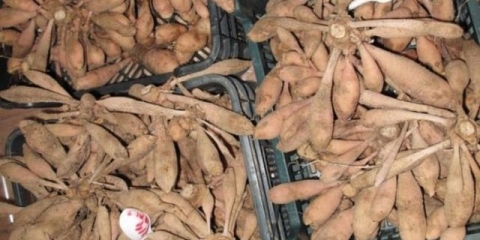 Kako čuvati dalije zimi